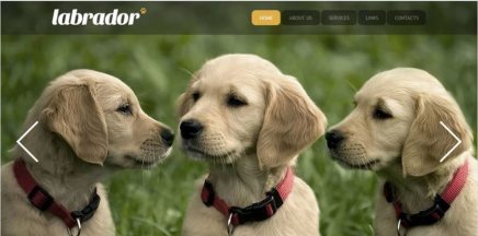 Cum să realizezi un site de servicii - exemplu: câini de companie Bucuresti